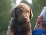 Chessy 6,5 week